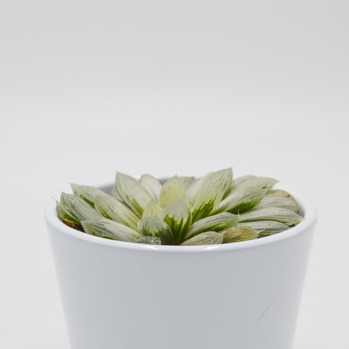Haworthia cooperi f. variegata - 8.5cm