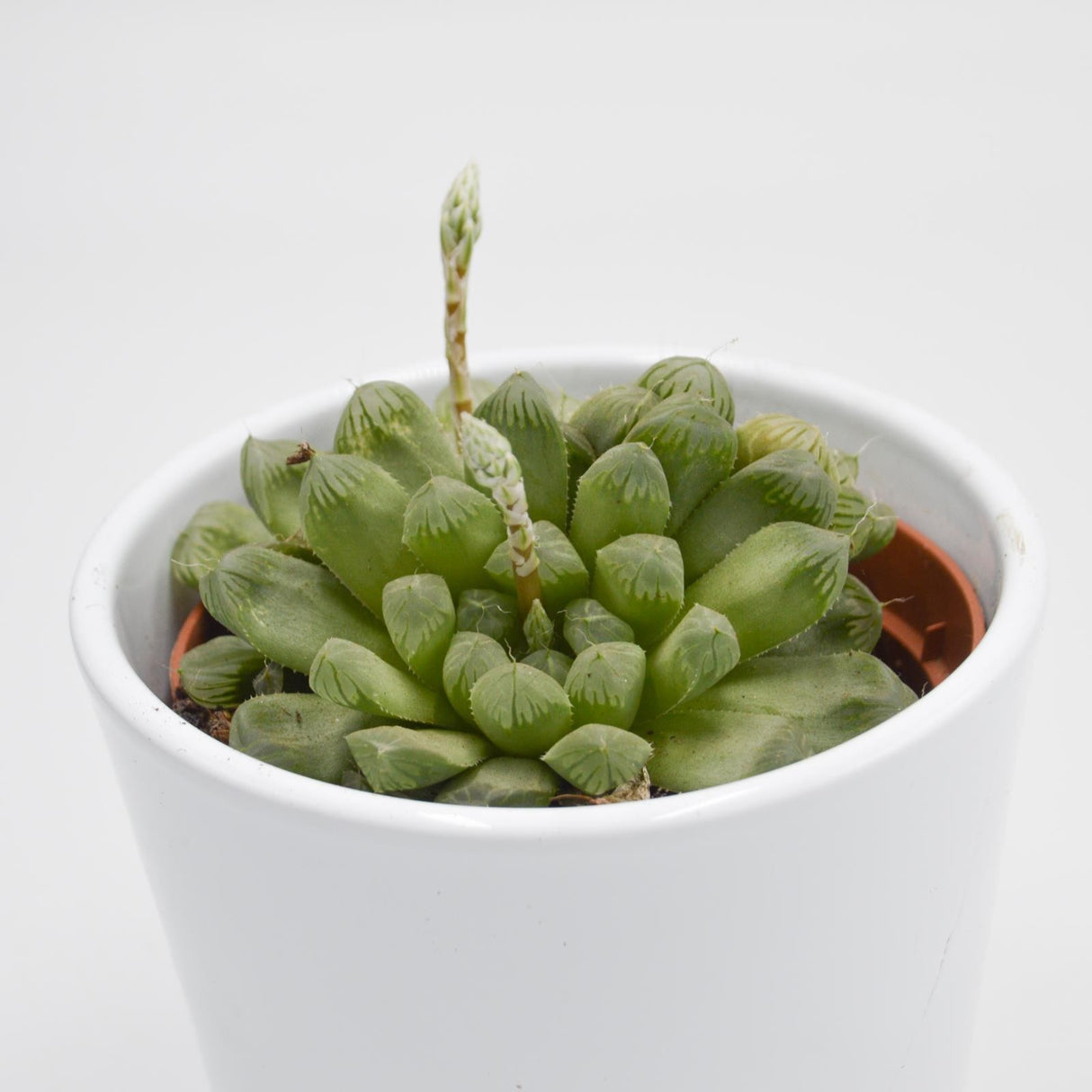 Haworthia cooperi var. obtusa - 10.5cm