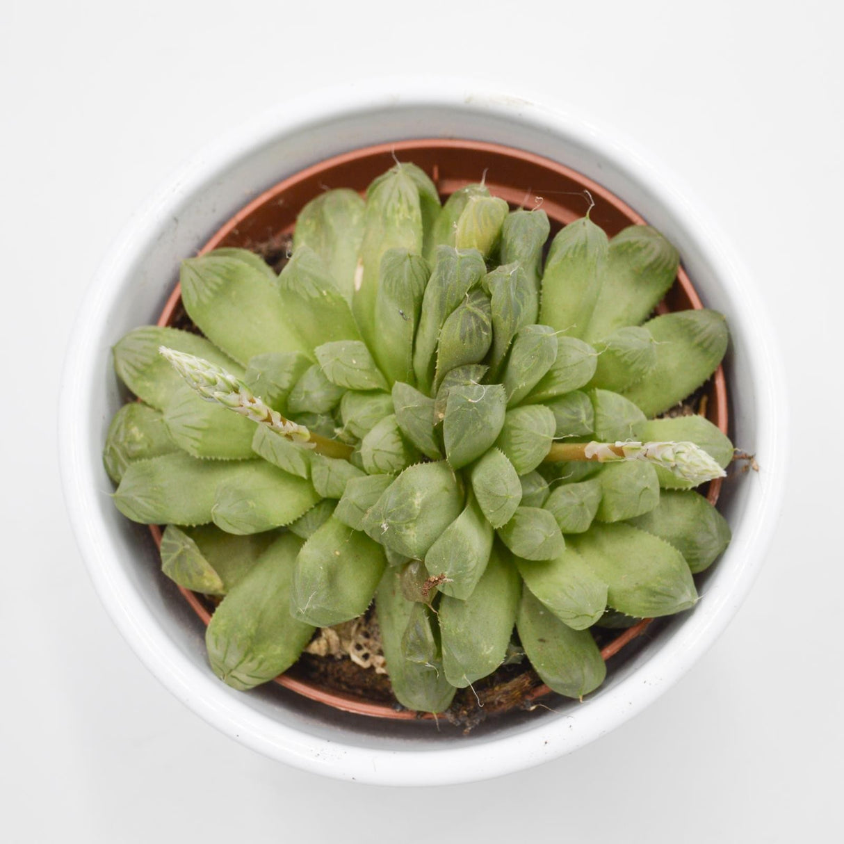 Haworthia cooperi var. obtusa - 10.5cm