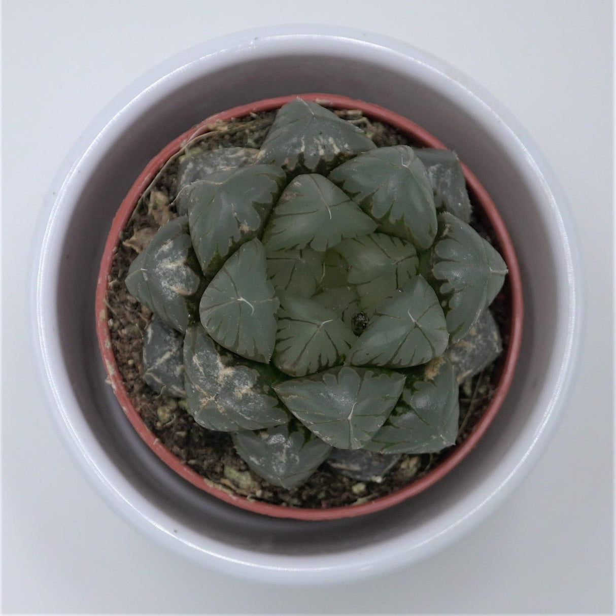Haworthia cooperi var. truncata - 5.5cm