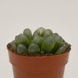 Haworthia coperi var. obtusa - 8.5cm