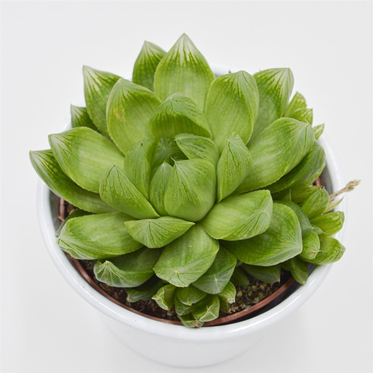 Haworthia cymbiformis - 10.5cm