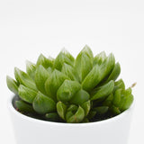 Haworthia cymbiformis - 10.5cm