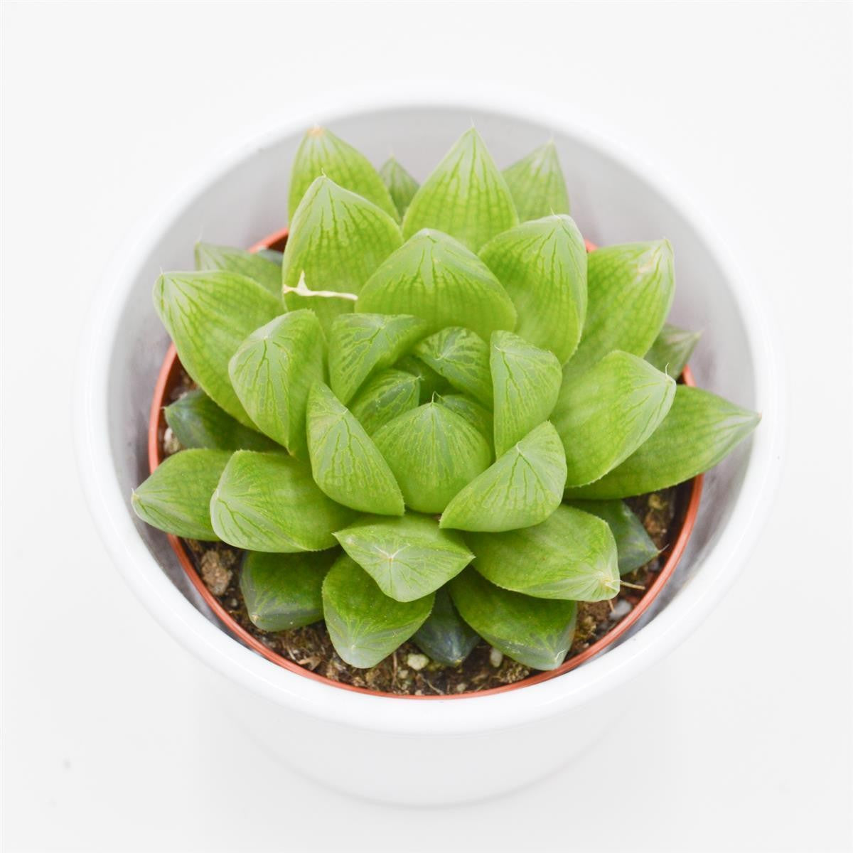 Haworthia cymbiformis - 8.5cm