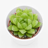 Haworthia cymbiformis - 8,5cm