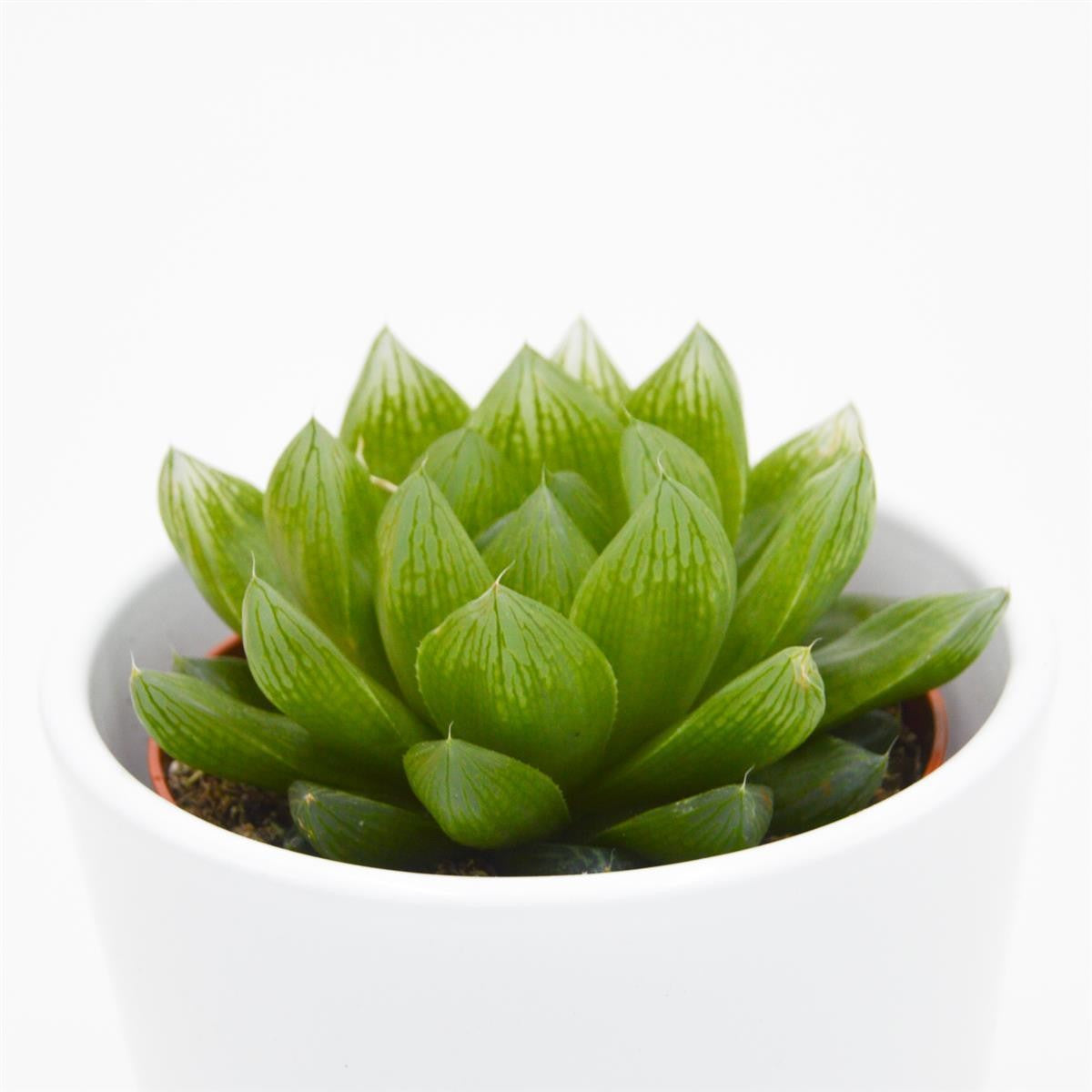 Haworthia cymbiformis - 8.5cm