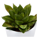 Haworthia cymbiformis - 6cm