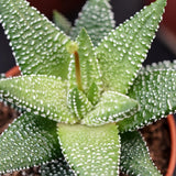 Haworthia Eon - 5.5cm