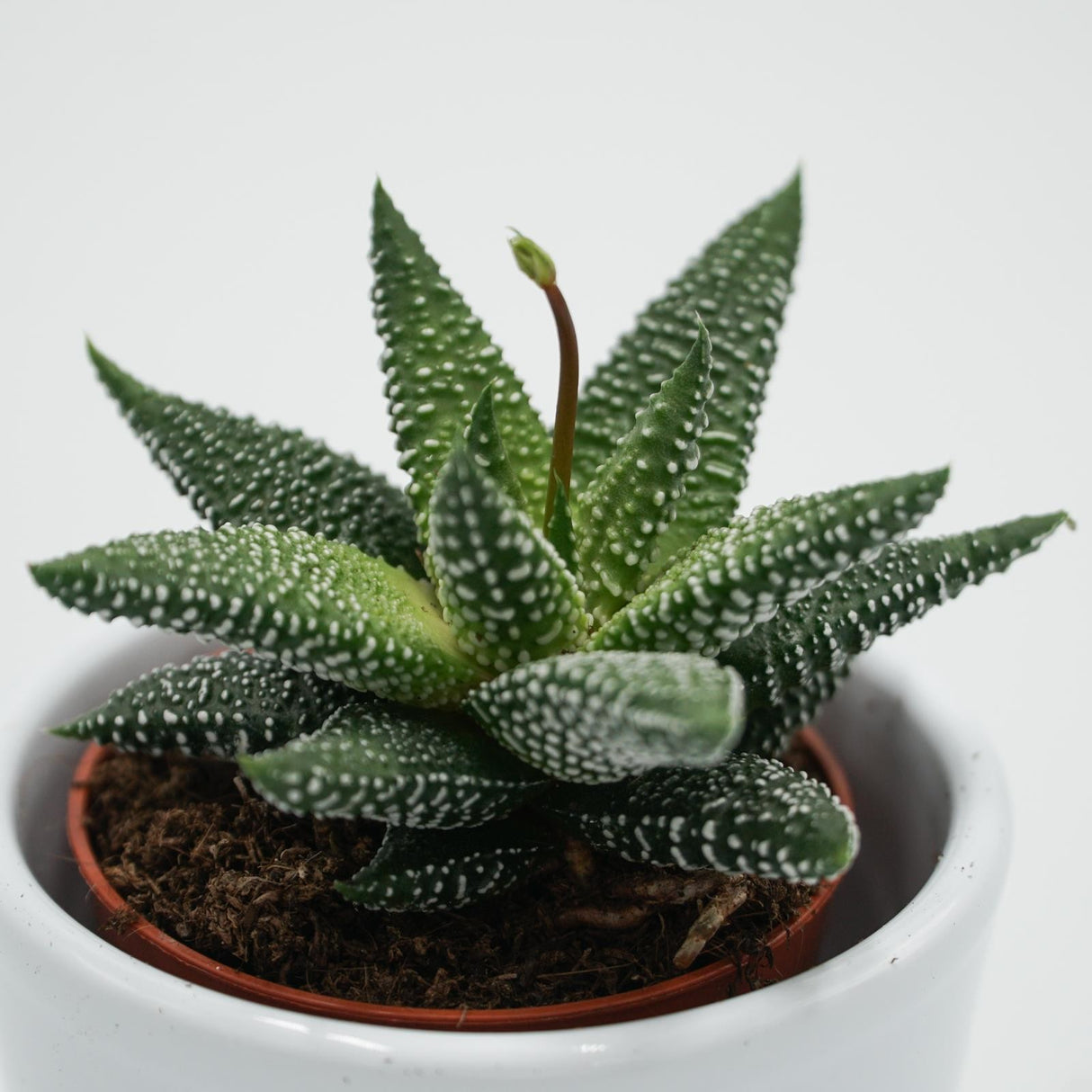 Haworthia Eon - 5.5cm