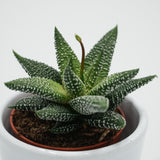 Haworthia Eon - 5.5cm