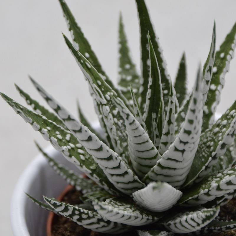 Haworthia fasciata Alba - 8.5cm