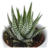 Haworthia fasciata Big Band - 6cm