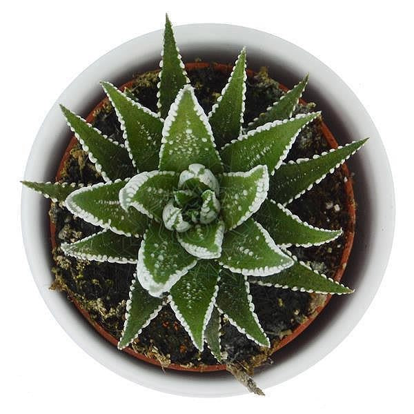 Haworthia fasciata Big Band - 6cm