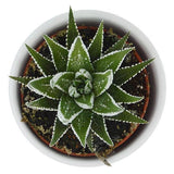 Haworthia fasciata Big Band - 6cm