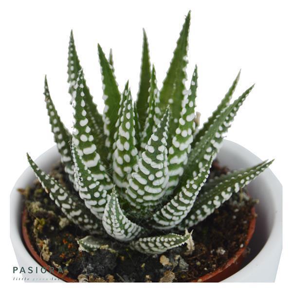 Hi Haworthia, 3 pieces
