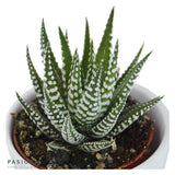 Hi Haworthia, 3 pieces
