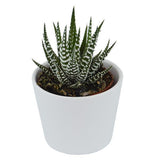 Hi Haworthia, 5 pieces