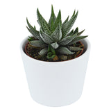 Haworthia fasciata Concolor - 6cm