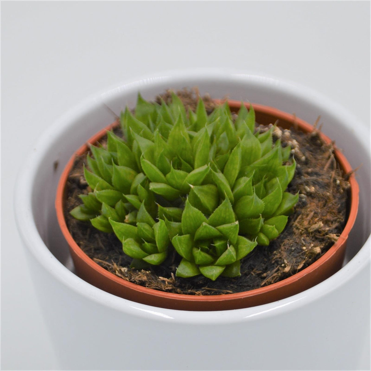 Haworthia Kiki Gimasa - 8.5cm