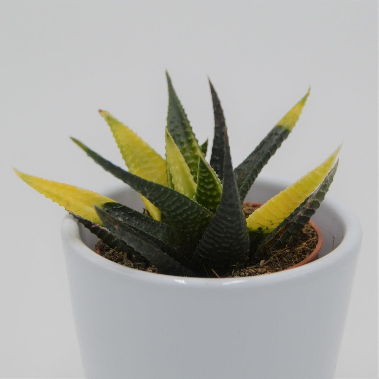 Haworthia limifolia Variegata - 5.5cm