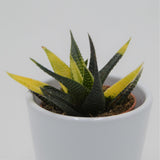 Haworthia limifolia Variegata - 5.5cm