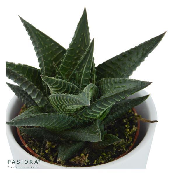 Hi Haworthia, 3 pieces