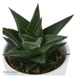 Hi Haworthia, 3 pieces