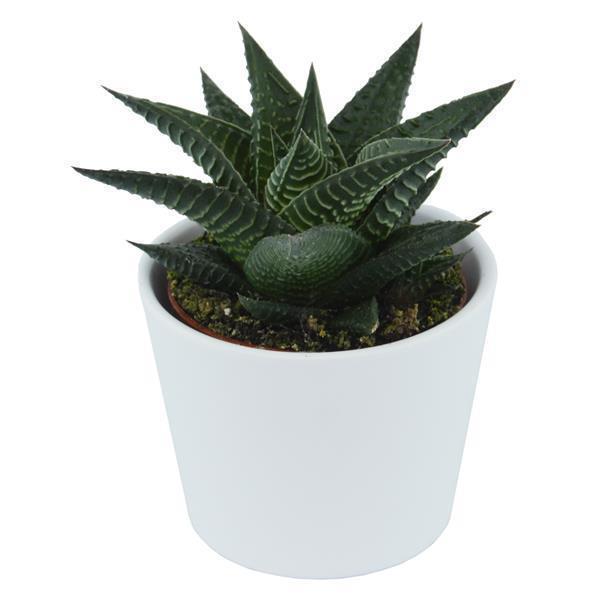 Hi Haworthia, 5 pieces