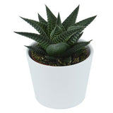 Haworthia limifolia - 6cm