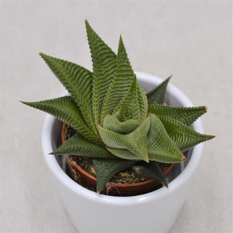 Haworthia limifolia Twister - 5.5cm