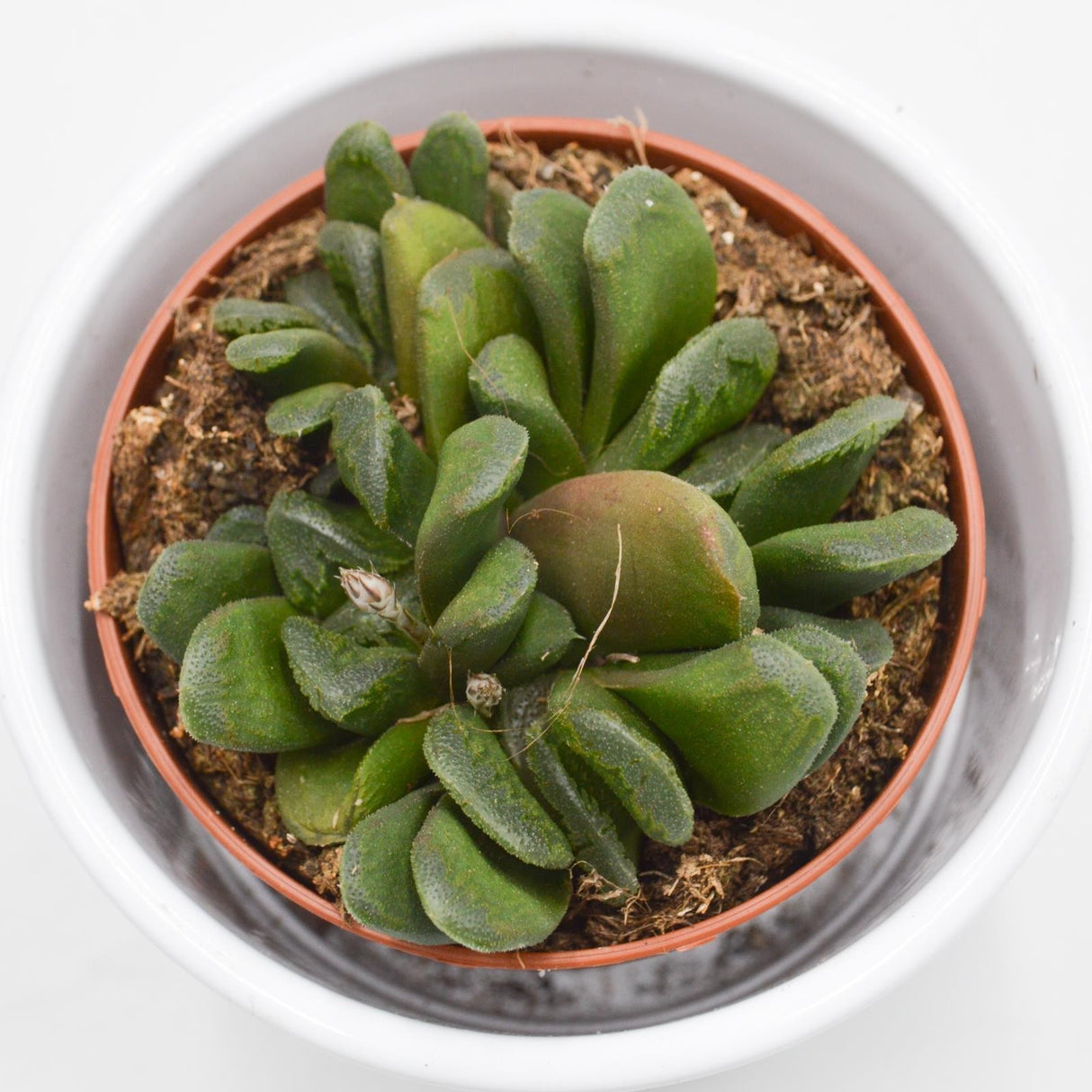 Haworthia maughanii x truncata - 8.5cm