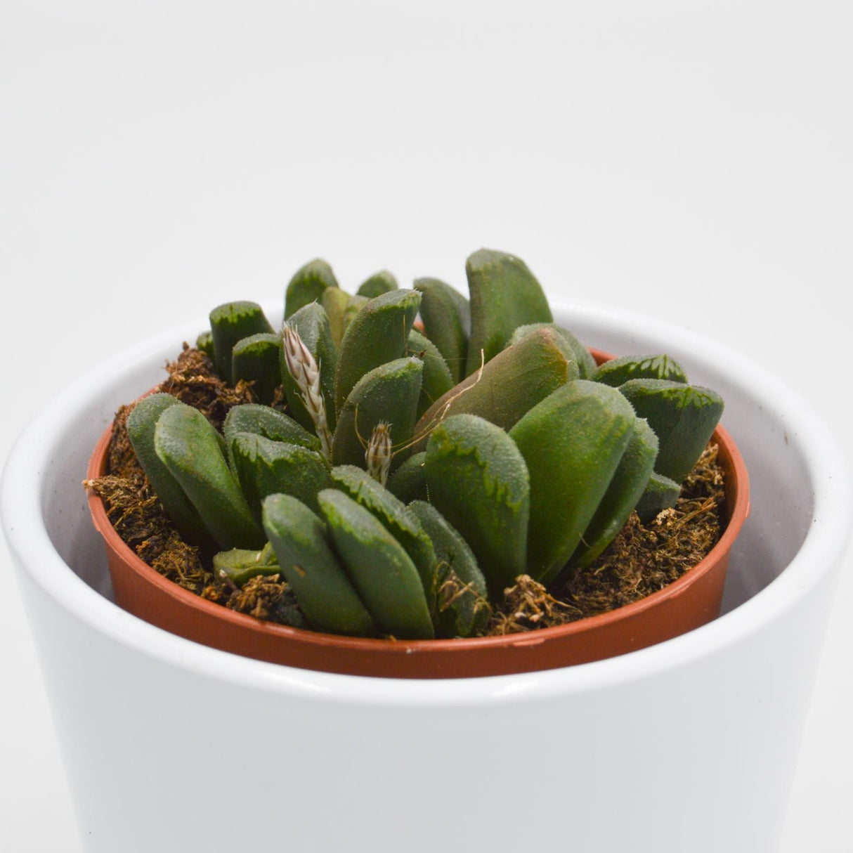 Haworthia maughanii x truncata - 8.5cm