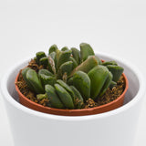 Haworthia maughanii x truncata - 8.5cm