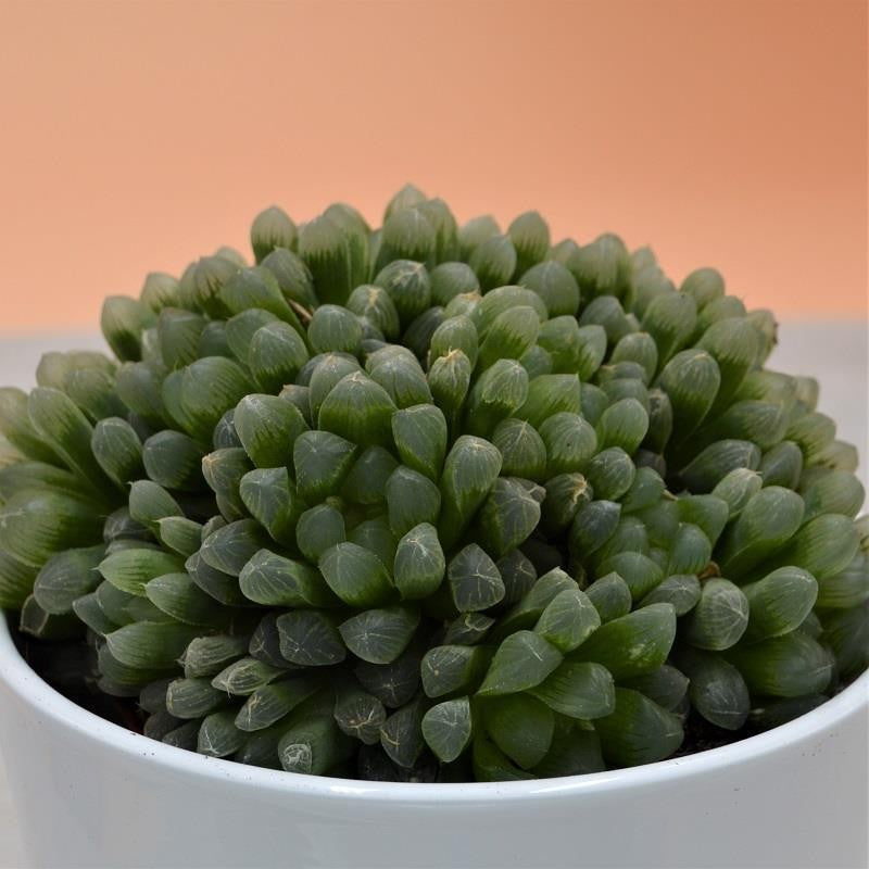 Haworthia cymbiformis var. obtusa - 10.5cm