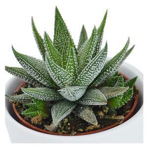 Hi Haworthia, 3 pieces