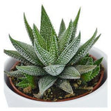 Hi Haworthia, 3 pieces