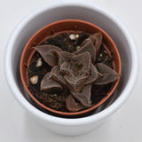 Haworthia reticulata - 5.5cm