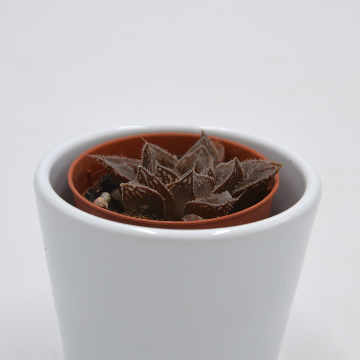 Haworthia reticulata - 5.5cm