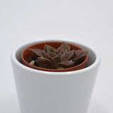 Haworthia reticulata - 5.5cm