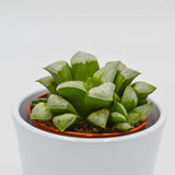 Haworthia retusa ssp. white - 8.5cm