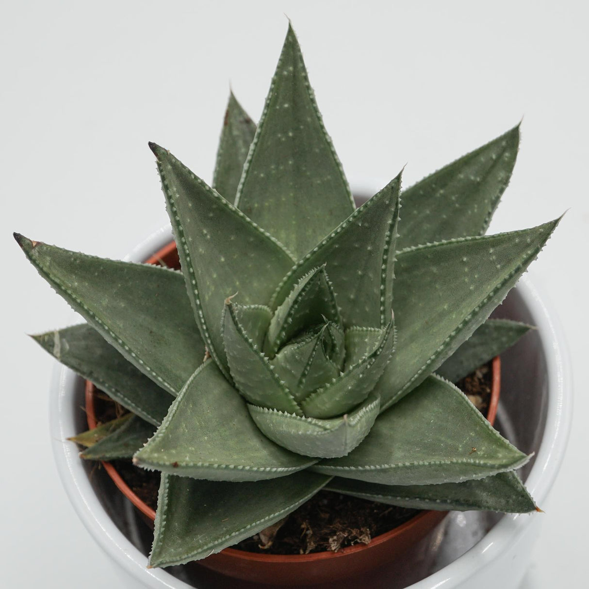 Haworthia Savanna - 8.5cm