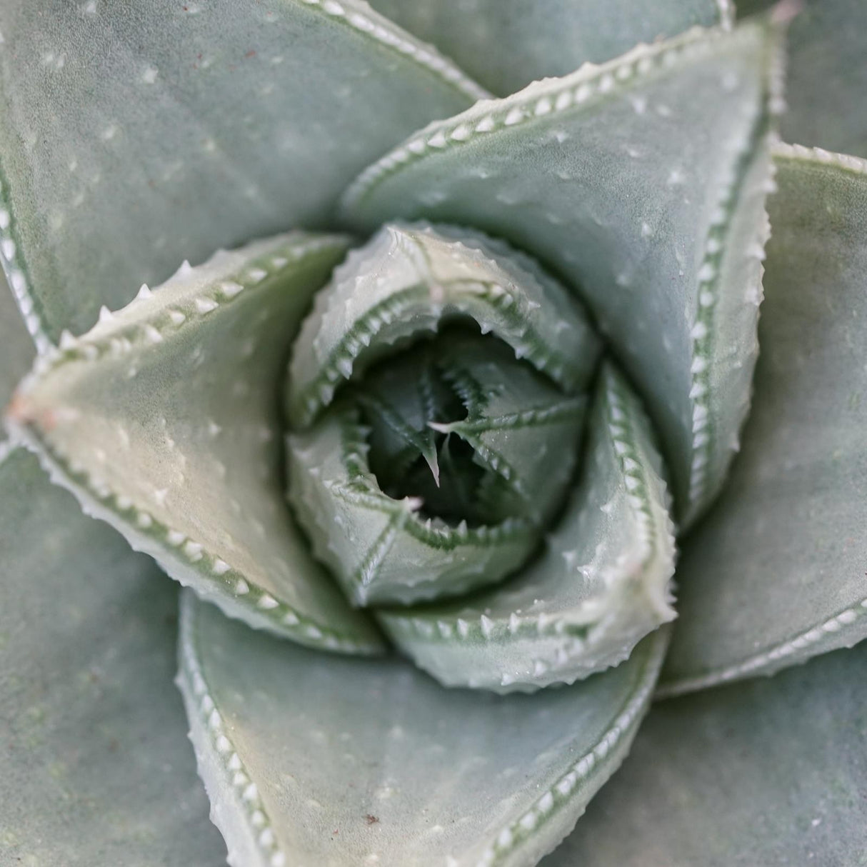 Haworthia Savanna - 8.5cm