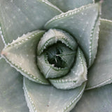 Haworthia Savanna - 8.5cm