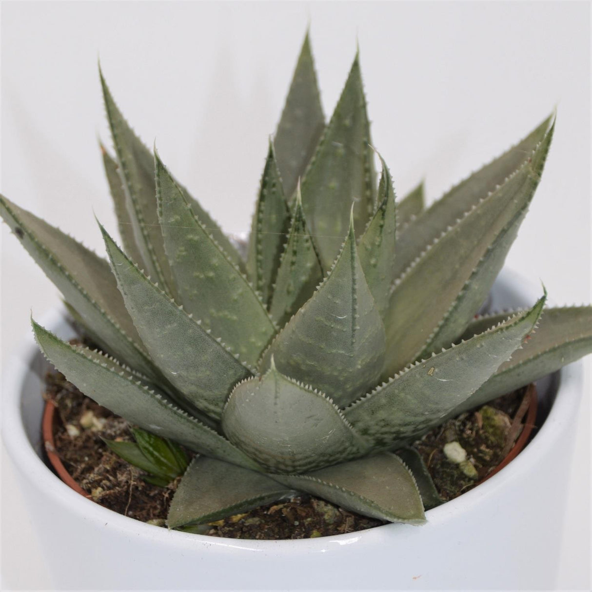 Haworthia Savanna - 10.5cm
