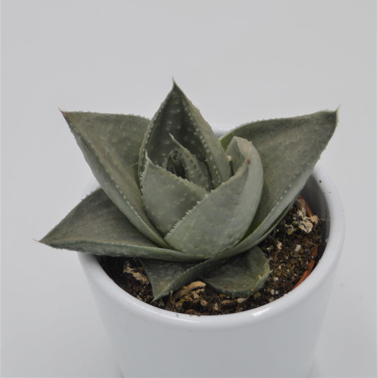 Haworthia Savanna - 6cm