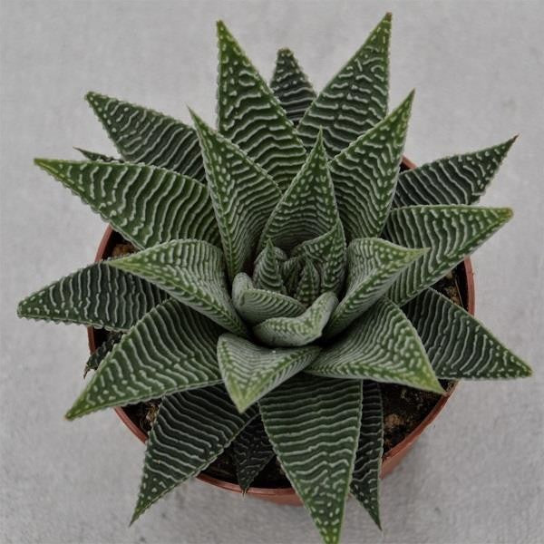 Haworthia Spider White - 8.5cm