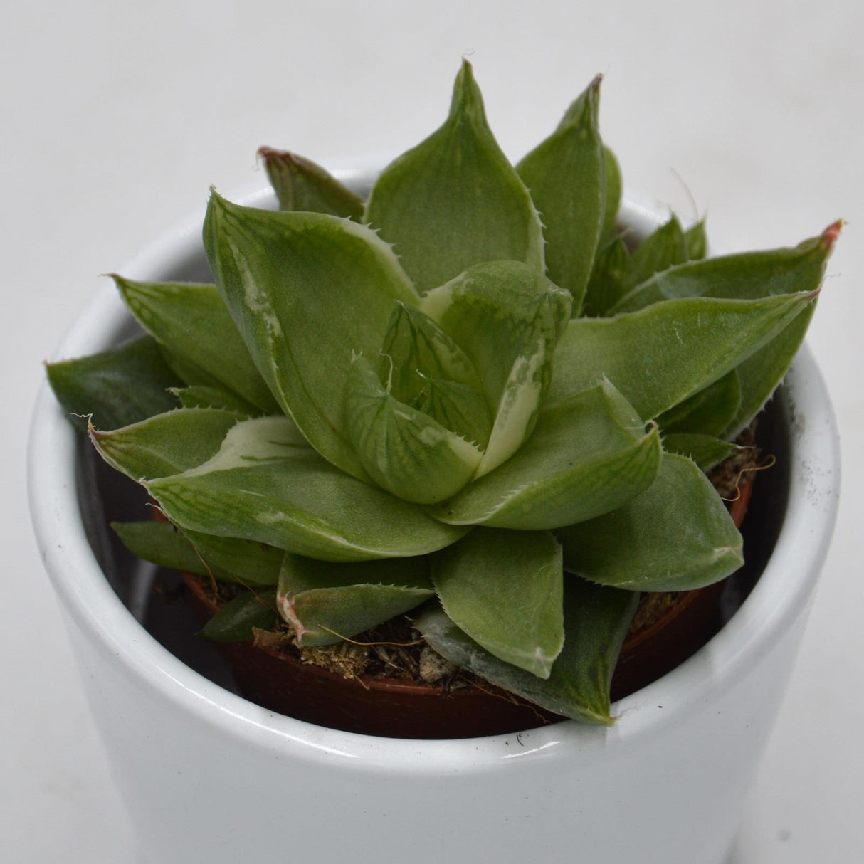 Haworthia cymbiformis f. variegata - 5.5cm