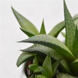 Haworthia venosa subsp. tessellata - 6cm