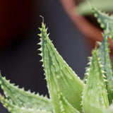 Haworthia Vivaldi - 5.5cm