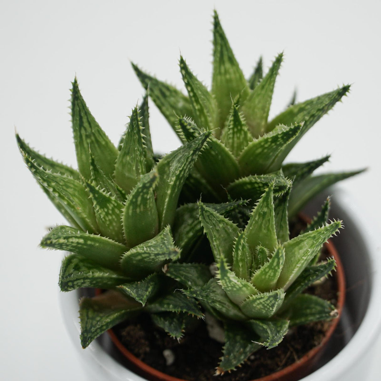 Haworthia Vivaldi - 5.5cm